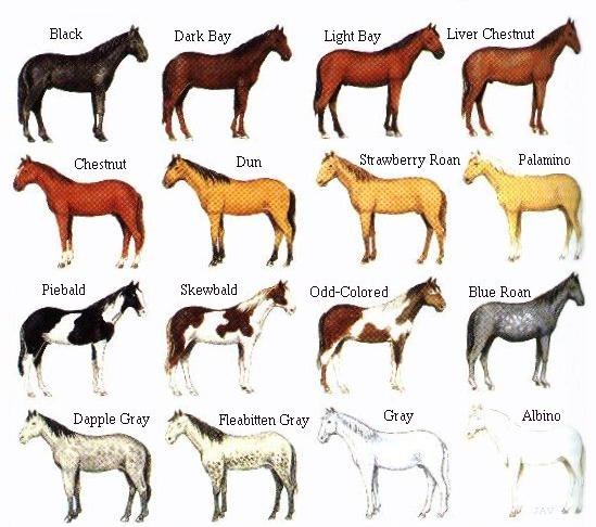Horse Coat Color Chart