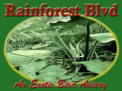 Rainforest Blvd