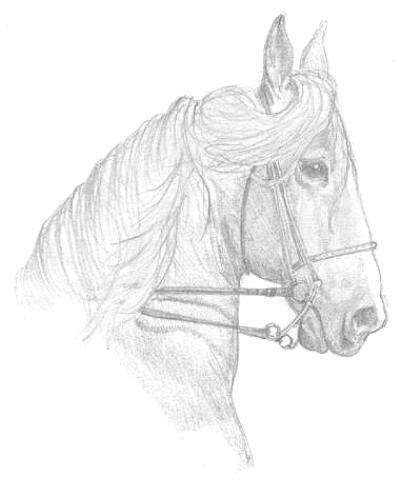 Horse Coloring Pages on Horse Coloring Pages