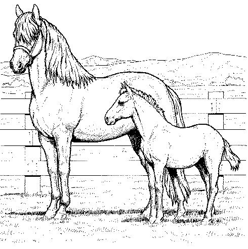 Horses Coloring Pages on Horse Coloring Pages