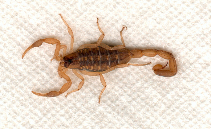 Texas Gold Scorpion
