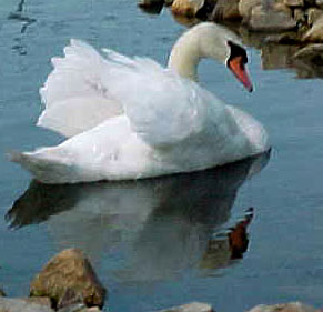 A Mute Swan on a creek