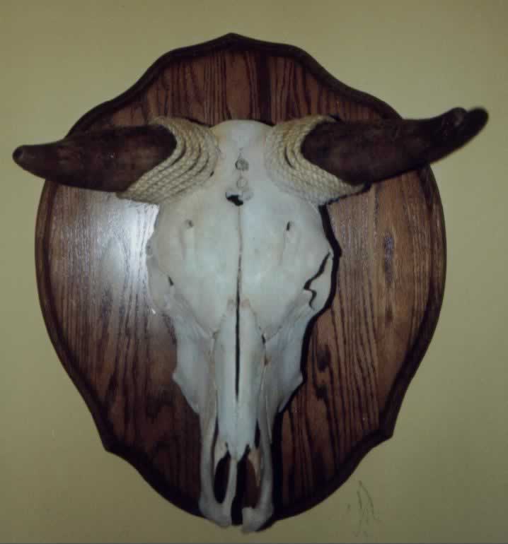 Cattle Skull