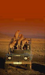 Cheetahs on a safari car