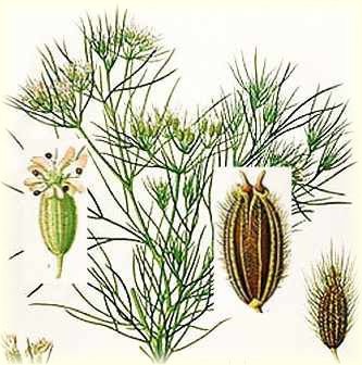 Egyptian herb cumin