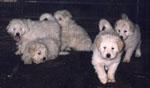 Litter of Maremma/Komondor Puppies