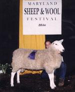 Reserve Champion Border Leicester Ram - Maryland Sheep & Wool Festival 2000