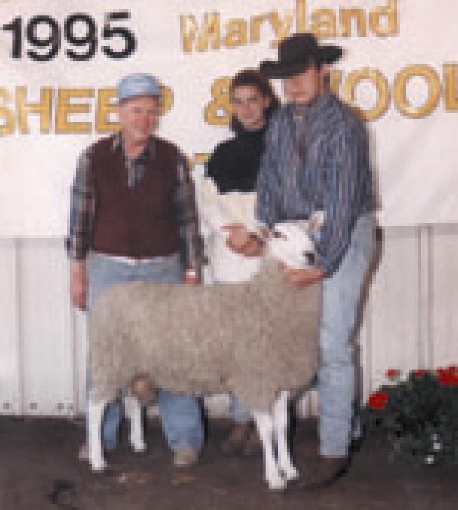 Champion Border Leicester Ram - Maryland Sheep & Wool Festival 1995