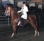 Champion 3-Gaited Natural Mane & Tail -  Virginia State Fair 1999