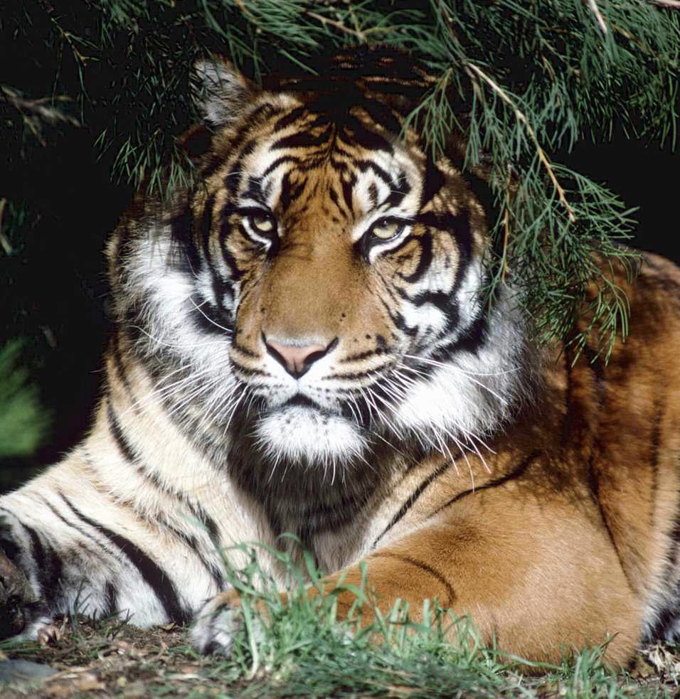 Bengal Tiger-BHS Mascot