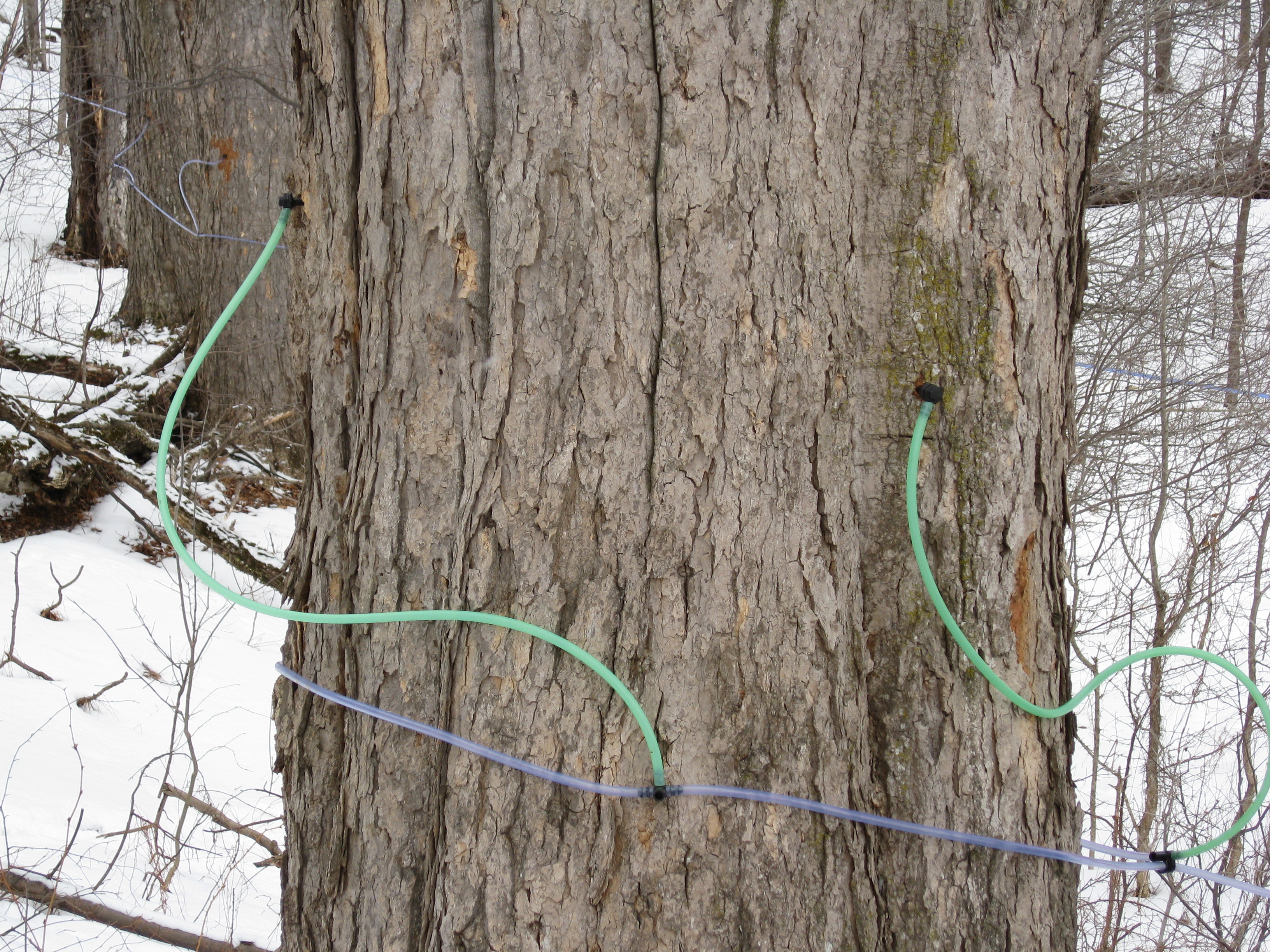 Collecting sap with tubing