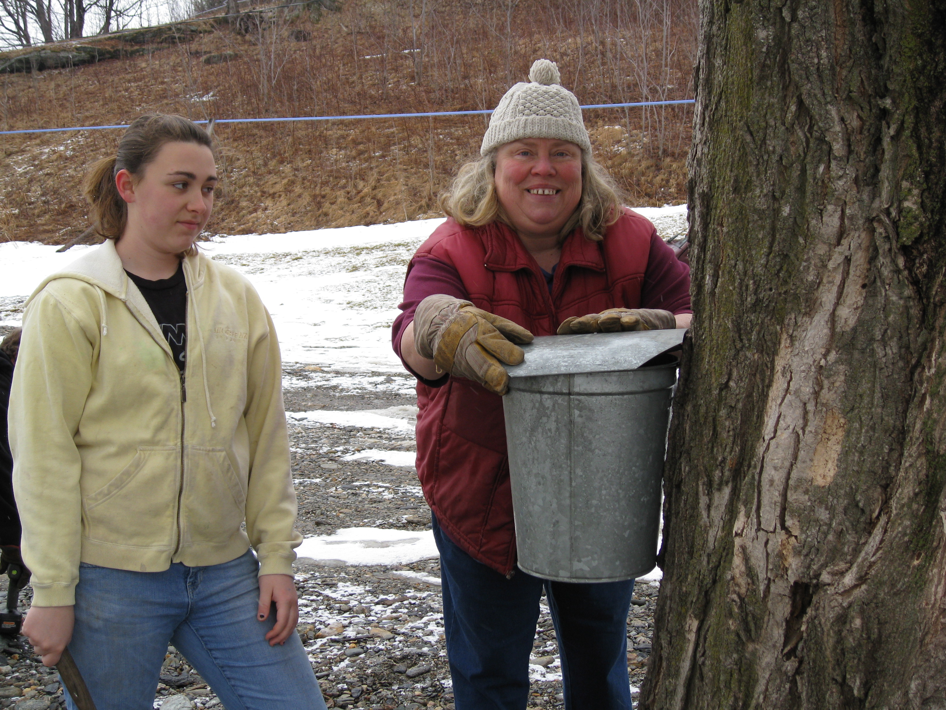 Collecting sap with tubing