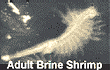 Adult Brine Shrimp photo