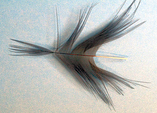 Stroke the fibers of the feather back and tie it in by the tip. And clip off the excess.
