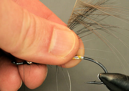 Next grab the body hackle by the stem and hold it straight up.  Stroke the fibers in the direction of the back of the hook and pinch them so they stay that way.