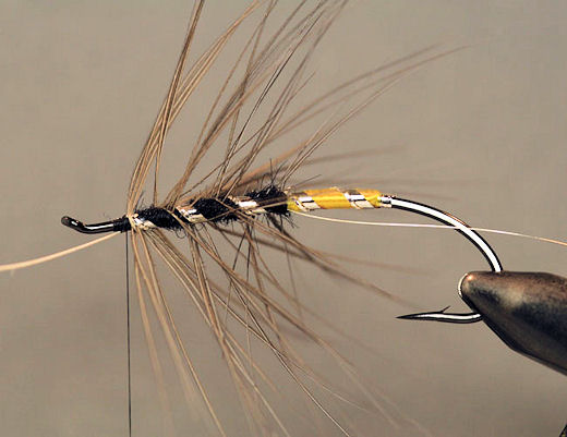 Now wrap the hackle towards the front of the hook keeping it between the rib, tie it off and clip off the excess stem.