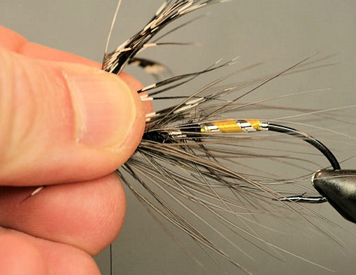 Next grab the feather by the stem and hold it straight up.  Stroke the fibers in the direction of the back of the hook and pinch them so they stay that way the same way you did with the body hackle.