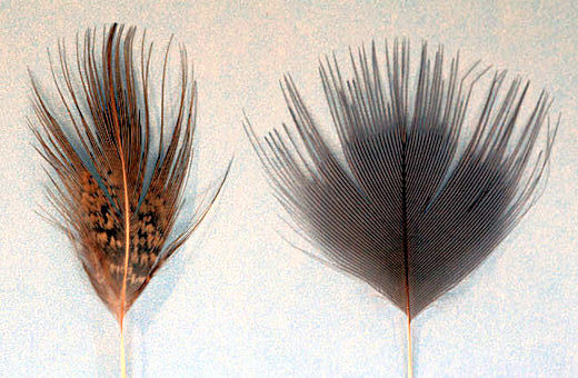 Next select a hackle for the body.  The original pattern calls for a heron hackle.  However, these are illegal in the US and many other places, so in this case I am using a blue eared pheasant feather as a substitute.  Ring neck rump feathers also make very good spey hackles if you can find big ones.  The feather on the right is a blue eared pheasant feather, the one on the left is a ring neck rump feather.