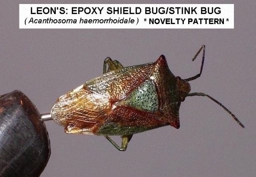 Leon?s Shield Bug, Originated and Tied By Leon Guthrie