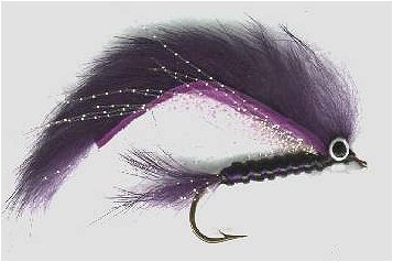 Peacock Leech, Purple