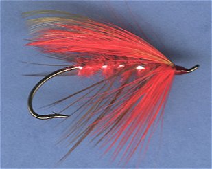 Red Shrimp (Johnson)