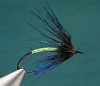 Peacock Spyder