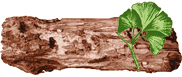 [ petrified wood & gingko
leaf ]