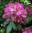 [ Rhododendron ]