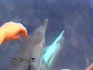 Personal screen shots from video with dolphins