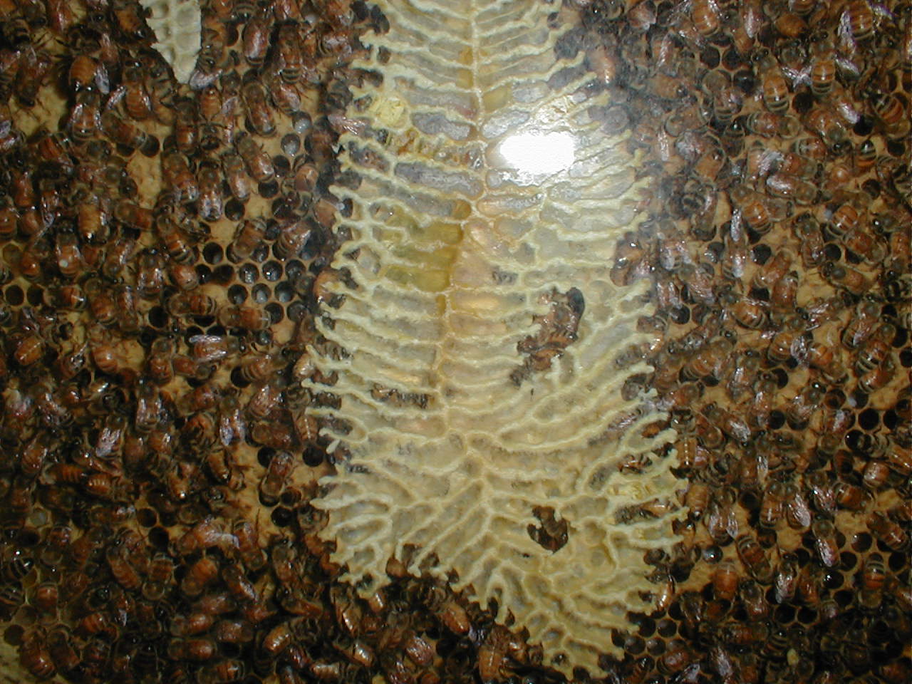 Bees in their Hive