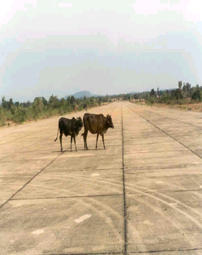 Cattle wander across the now-disused military-grade runway