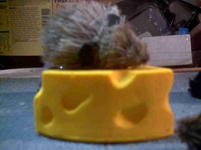Picture of a Blind Mouse enjoying a wedge of cheese.