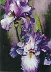 Two Lavender Iris