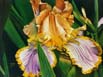 Yellow & Lavender Iris