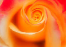 rose.jpg (30895 bytes)