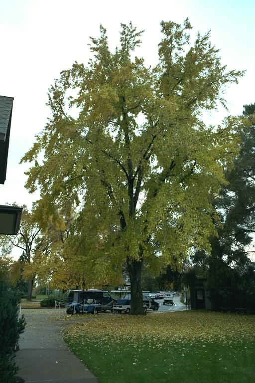 dut.jpg (54710 bytes)