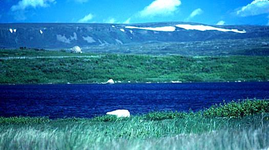 freez3.jpg (33206 bytes)