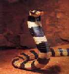 kobra.jpg (3680 bytes)