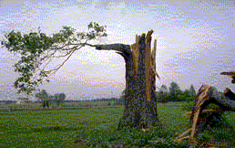 ruzgar.gif (22258 bytes)