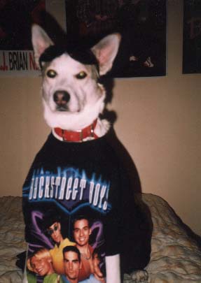 Amber2.jpg (18862 bytes)