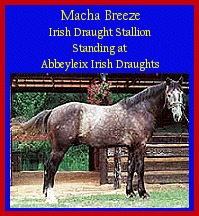 Click here to visit Abbeyleix Irish Draughts!