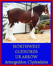 Click here to visit Armageddon Clydesdales!