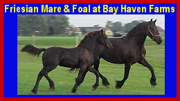 Click here to visit Bay Haven Farms!