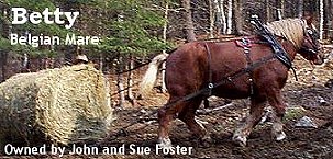 Click here to visit the Foster Family Homepage!