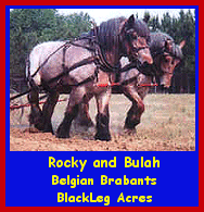 Click here to visit BlackLeg Acres!