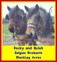 Click here to visit BlackLeg Acres!