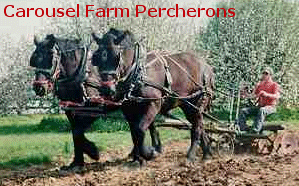Click here to visit Carousel Farm Percherons!