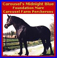 Click here to visit Carousel Farm Percherons!
