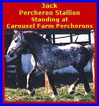 Click here to visit Carousel Farm Percherons
!