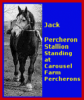 Click here to visit Carousel Farm Percherons!